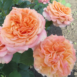 Diskretni miris ruže - Ruža - La Villa Cotta ® - 